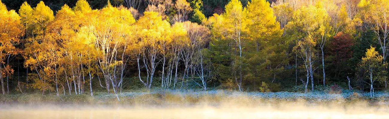 Herbstliche Baumlandschaft mit buntem Laub am Seeufer. Symbol für Nachhaltigkeit, natürliche Rohstoffe und ökologische Verantwortung in der Möbelproduktion.